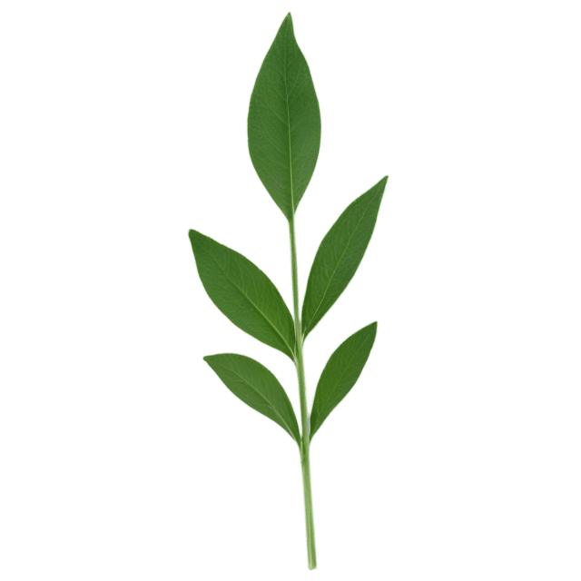 Free transparent PNG: Alfalfa Herb Transparent Background PNG