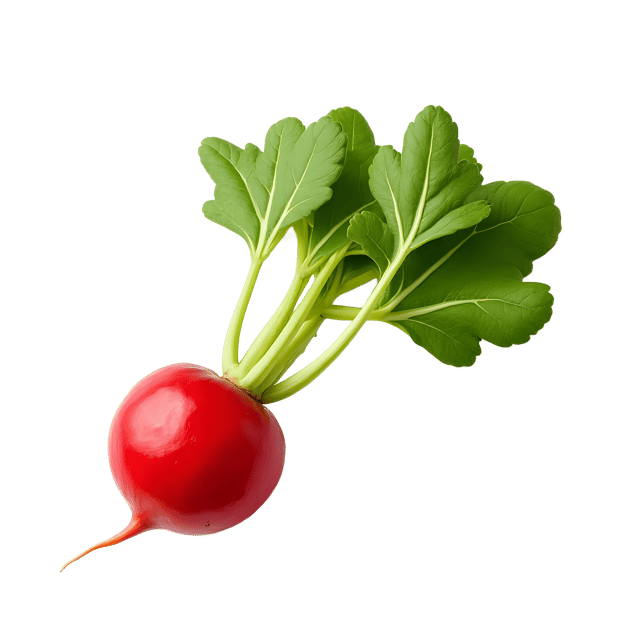 Free transparent PNG: Radish PNG Transparent  Ideal for Food Projects, Gardening  Decor