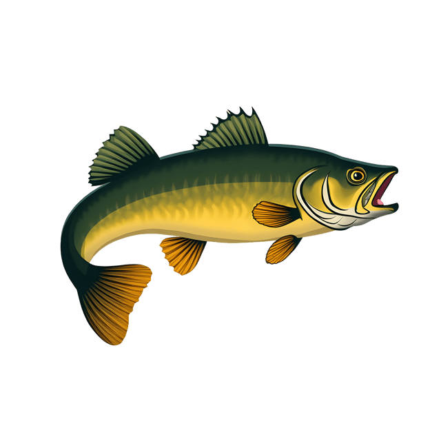 Free transparent PNG: Bass Fish PNG Clipart  Perfect for Fishing Themes, Decor  Crafts