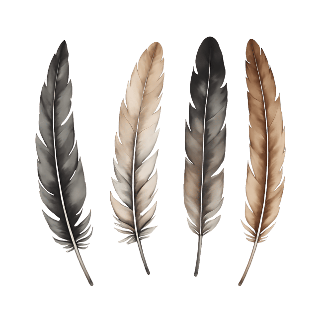 Free transparent PNG: Natural Feather Arrangement  Decorative Clipart PNG, Free Download