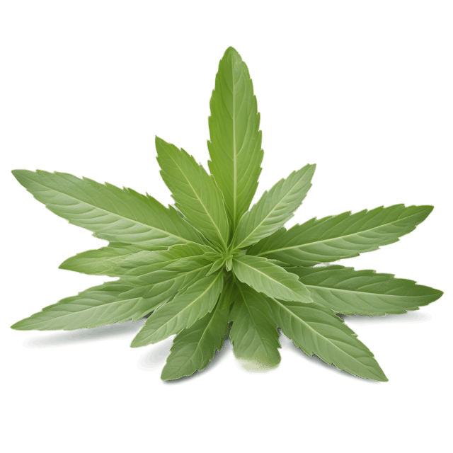 Free transparent PNG: Savory Herb PNG with Transparent Background for Culinary and Design Use