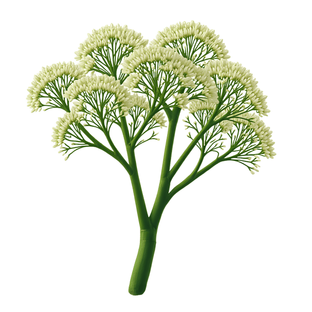 Free transparent PNG: Fennel PNG Clipart  Ideal for Herbal Medicine  Cooking Imagery