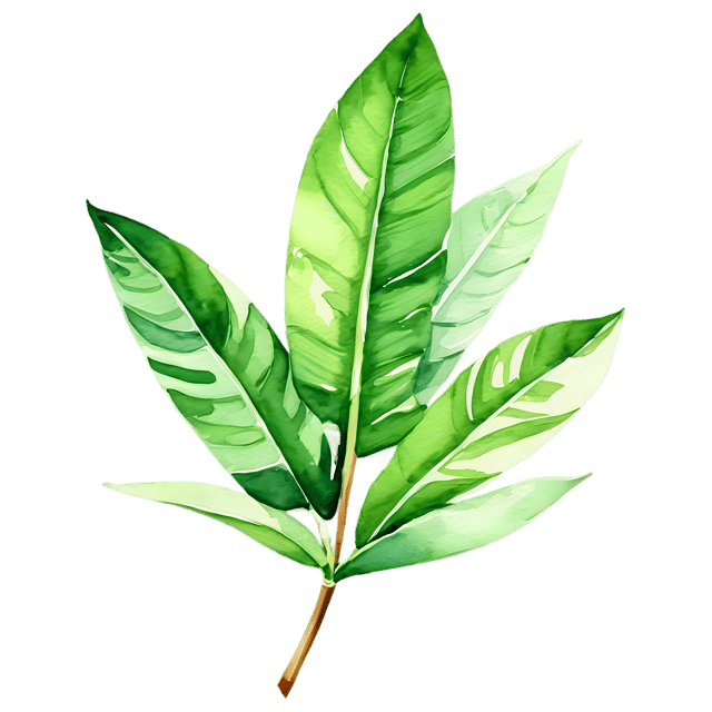 Free transparent PNG: Watercolor Banana Leaf PNG – Transparent Background Plant Illustration