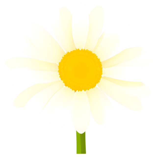 Free transparent PNG: Yellow Daisy with White Petals Transparent PNG