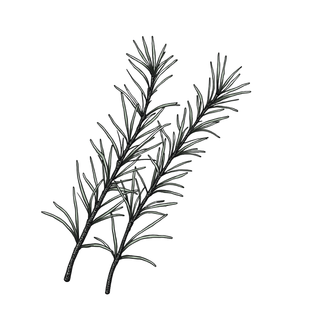 Free transparent PNG: Rosemary Twig Bunch  Herb Clipart, free downloadable png