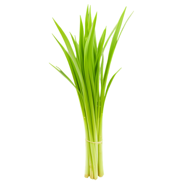 Free transparent PNG: Lemongrass Herb PNG with Transparent Background for Culinary and Decorative Uses