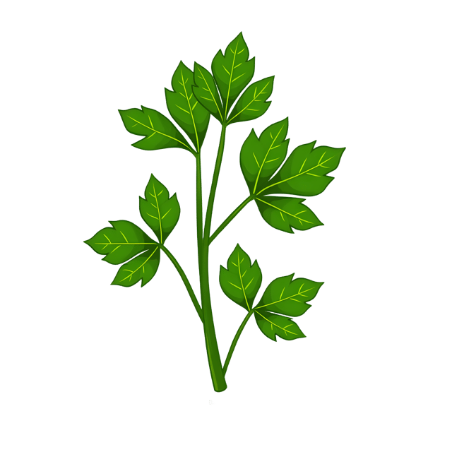 Free transparent PNG: Chervil Leaf Bunch  Herb Clipart, free transparent png download