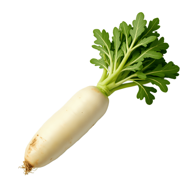 Free transparent PNG: Daikon Radish PNG Clipart  Perfect for Kitchen, Food Design  Asian Cuisine