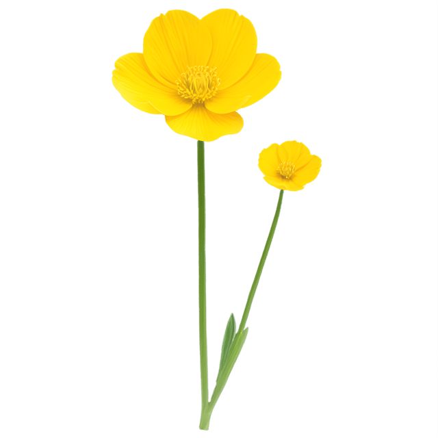 Free transparent PNG: Buttercup Flower Transparent Background PNG for Floral Design and Crafts
