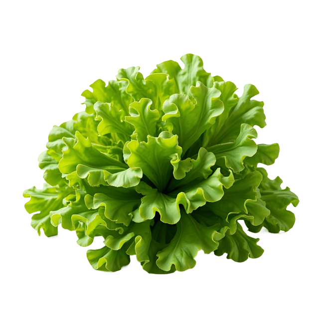 Free transparent PNG: Lettuce PNG Clipart  Perfect for Healthy Eating and Gardening Themes