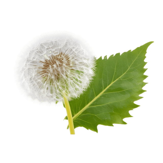 Free transparent PNG: Dandelion Leaf Transparent PNG for Botanical Art and Design