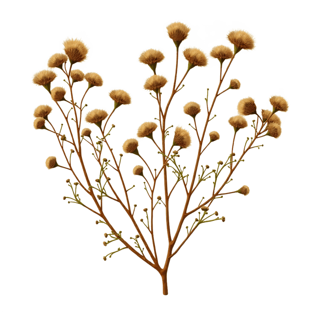 Free transparent PNG: Brownish Dried Flowers with Curled Stems  Nature Clipart, free download png
