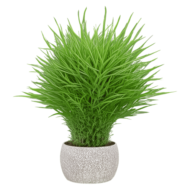 Free transparent PNG: Rhipsalis Cactus Transparent PNG for Botanical Art and Design