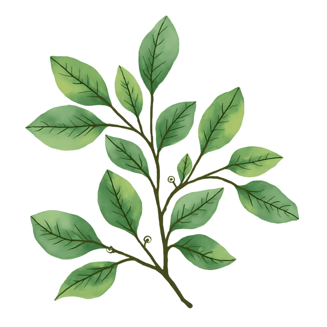 Free transparent PNG: Mistletoe PNG Clipart  Perfect for Holiday Crafts  Decorations