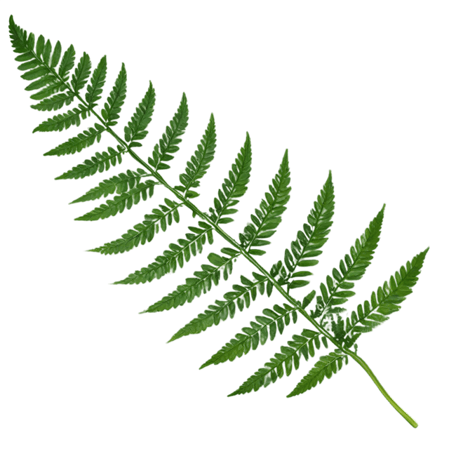 Free transparent PNG: Fern Leaf Transparent PNG for Botanical Art and Crafts