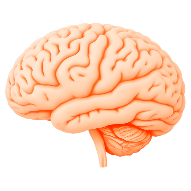 Free transparent PNG: Brain Lobes Simplified Diagram PNG with Transparent Background for Educational Use