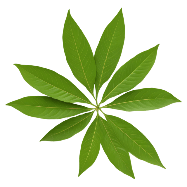 Free transparent PNG: Curry Leaf Herb PNG with Transparent Background for Botanical and Kitchen Imagery