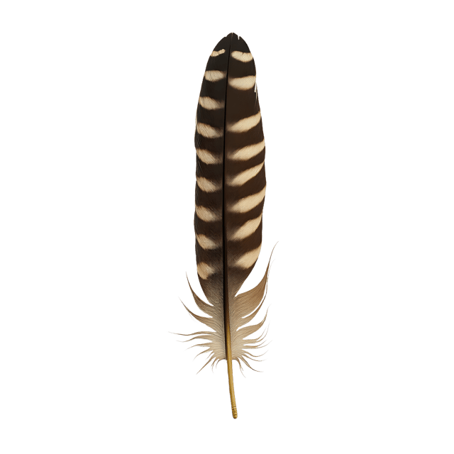 Free transparent PNG: Striped Bird Feather  Nature Clipart, free transparent png download