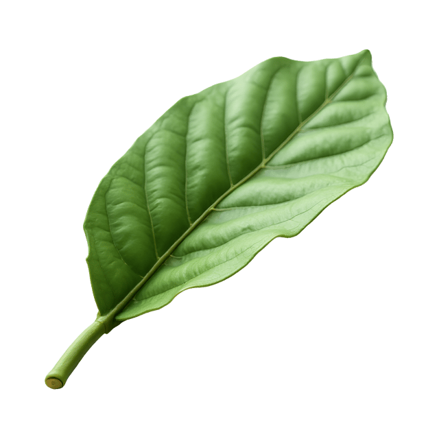 Free transparent PNG: Muted Green Leaf Isolated on White Background PNG Illustration