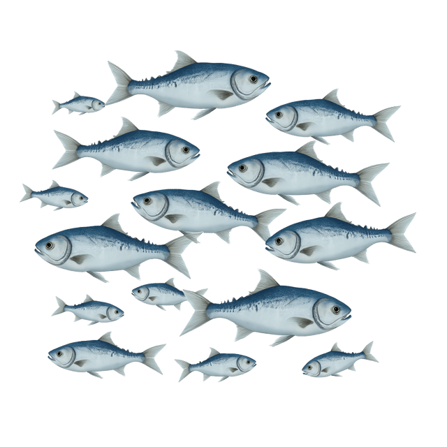Free transparent PNG: School of Shimmering Silver Fish Clipart Illustration