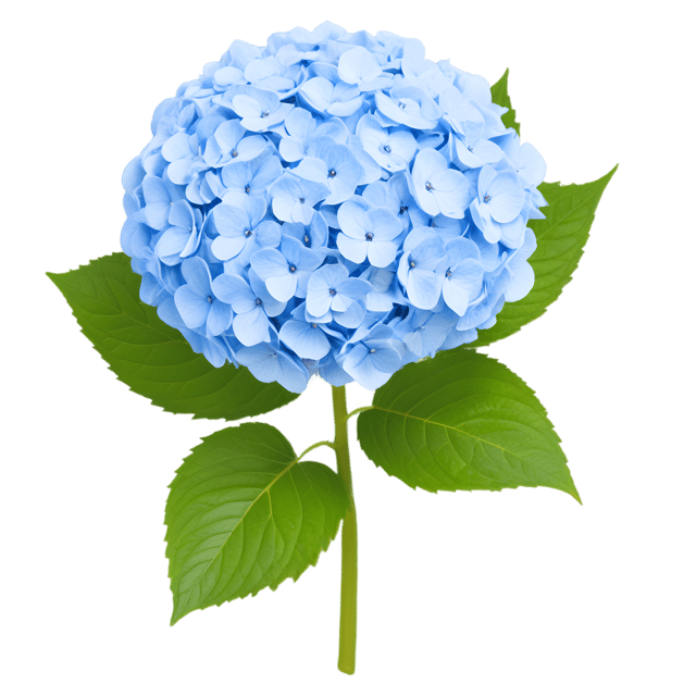 Free transparent PNG: Hydrangea Flower PNG with Transparent Background for Floral Design and Crafts