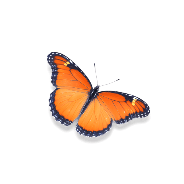 Free transparent PNG: Viceroy Butterfly PNG with Transparent Background for Digital Use