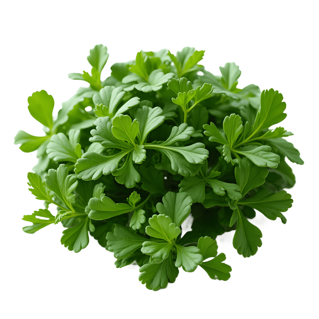 Free transparent PNG: Collard Greens PNG Clipart  Perfect for Healthy Eating and Kitchen Design