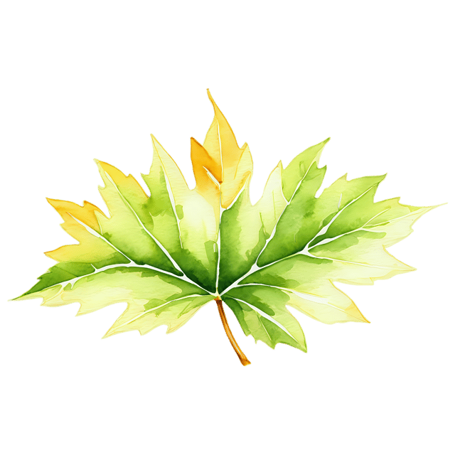 Free transparent PNG: Sycamore Leaf Watercolor Illustration – Transparent PNG for Decor & Clipart