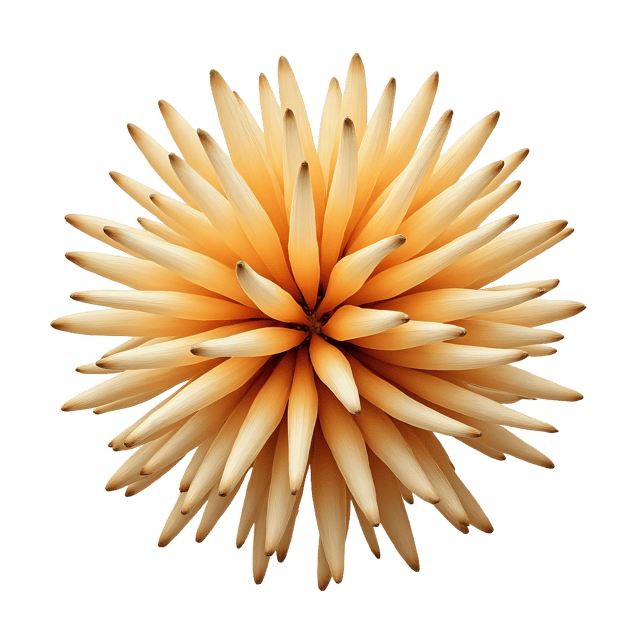 Free transparent PNG: Rambutan PNG Clipart  Tropical Fruit for Design and Education