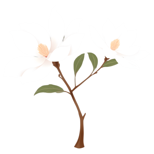 Free transparent PNG: Elegant Magnolia Tree PNG with Delicate Petals on Transparent Background