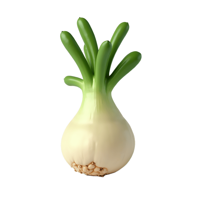 Free transparent PNG: Endive Transparent PNG Background for Fresh Produce and Design Projects
