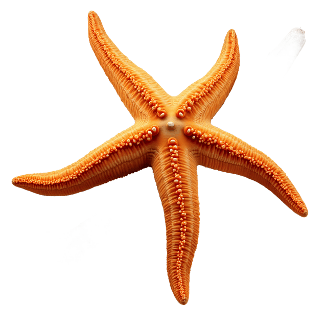 Free transparent PNG: Starfish Clinging to Driftwood  Ocean Life Clipart, free downloadable png