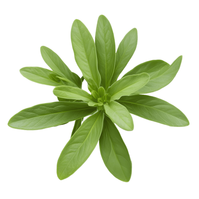 Free transparent PNG: Thyme Herb Transparent PNG for Culinary and Decorative Use