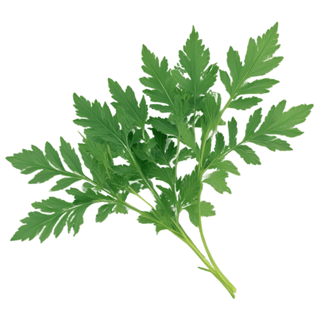 Free transparent PNG: Chervil Herb PNG with Transparent Background for Botanical Illustrations