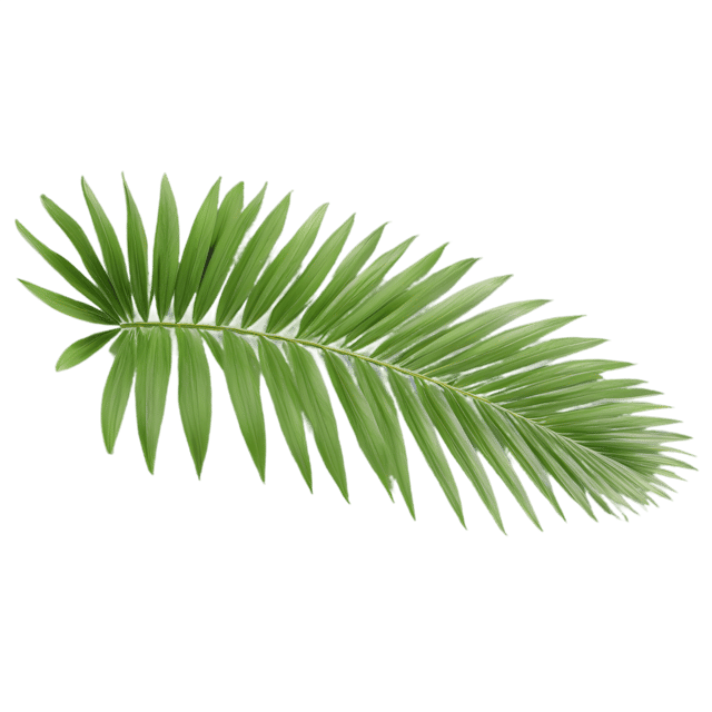 Free transparent PNG: Palm Leaf Transparent PNG Background for Tropical and Nature Themes