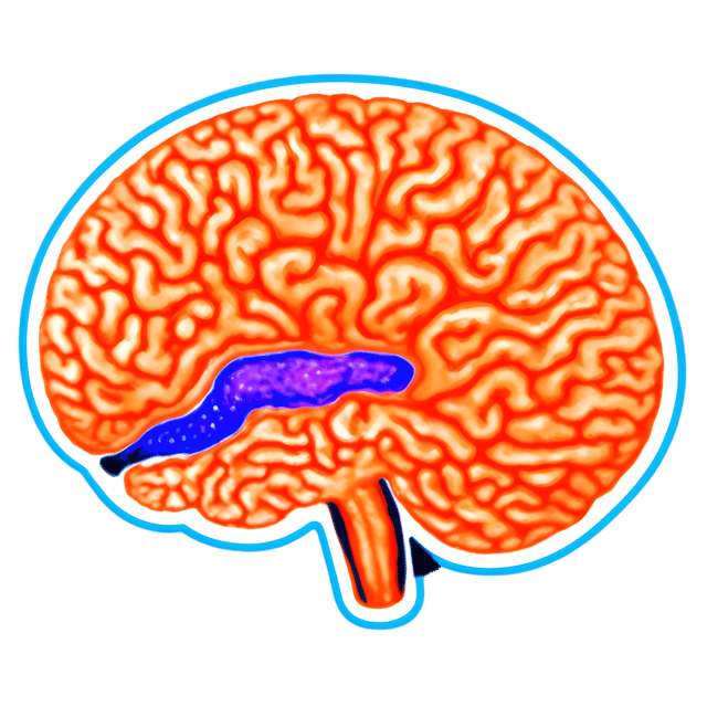Free transparent PNG: Colorful MRI Scan of the Human Brain with Transparent Background