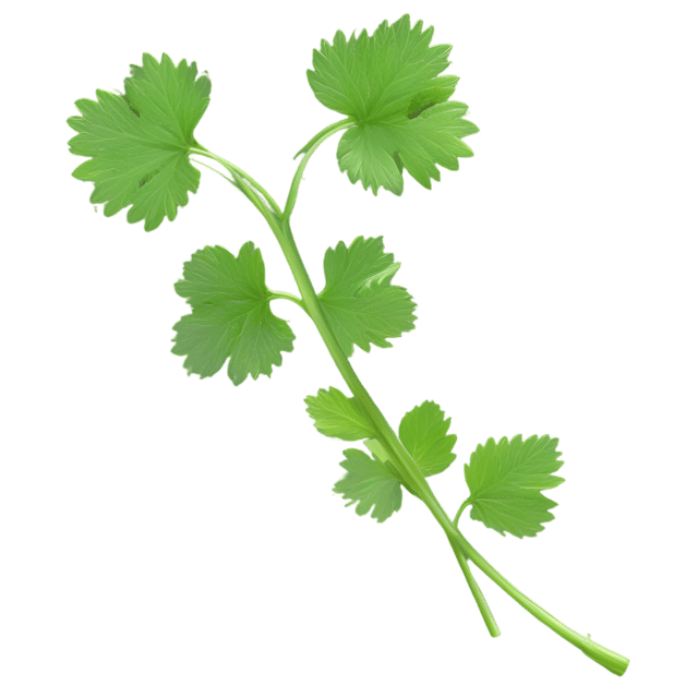 Free transparent PNG: Chervil Herb Transparent Background PNG for Botanical Illustrations