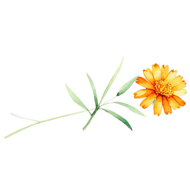 Free transparent PNG: Watercolor Marigold Flower Transparent PNG – Delicate Illustration for Floral Designs