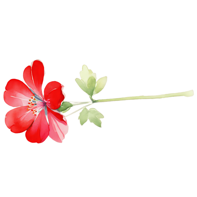 Free transparent PNG: Watercolor Geranium Flower PNG – Transparent Background Botanical Clipart