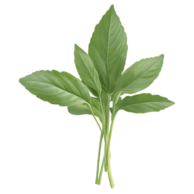 Free transparent PNG: Alfalfa Herb Transparent Background PNG