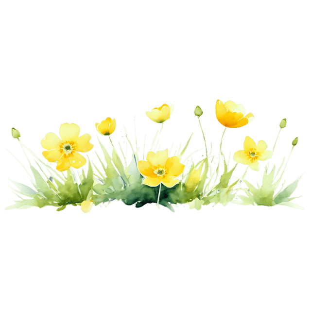 Free transparent PNG: Watercolor Buttercup Flower PNG – Transparent Background Illustration