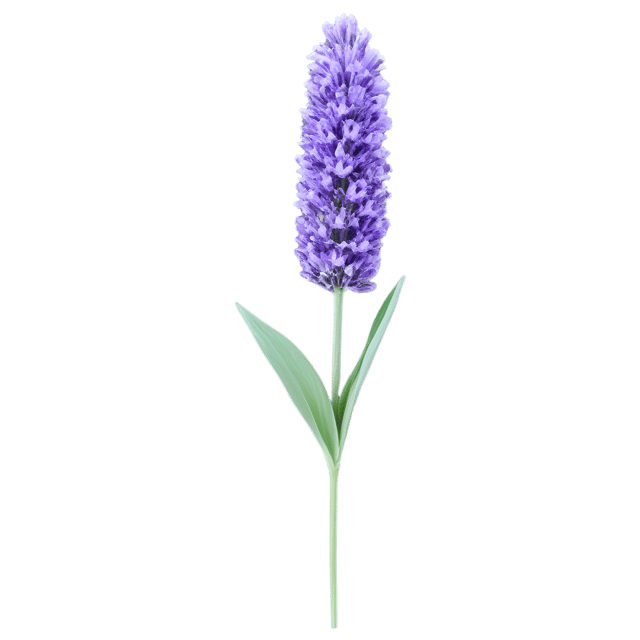 Free transparent PNG: Lavender Color Splash PNG with Transparent Background for Design Projects