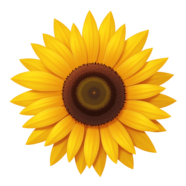 Free transparent PNG: Yellow Sunflower Clipart with Transparent Background for Illustration and Design