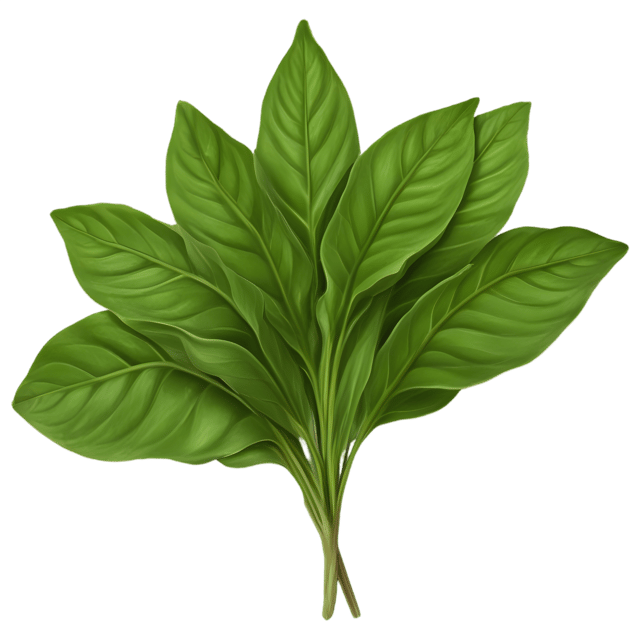 Free transparent PNG: Transparent Background Sorrel Herb PNG