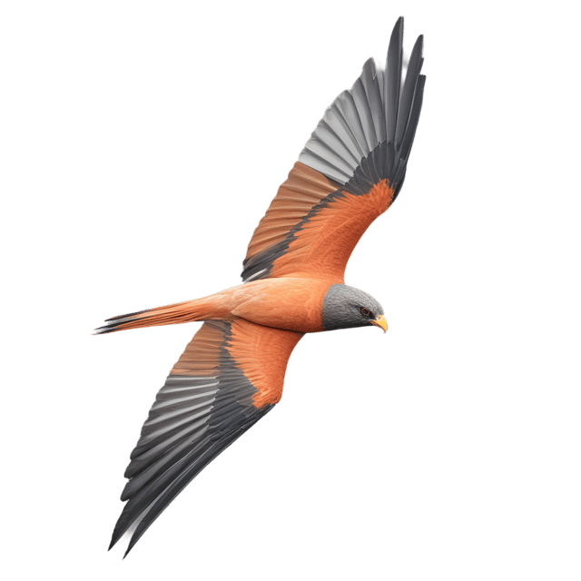 Free transparent PNG: Kite Bird PNG with Transparent Background for Art and Design Projects