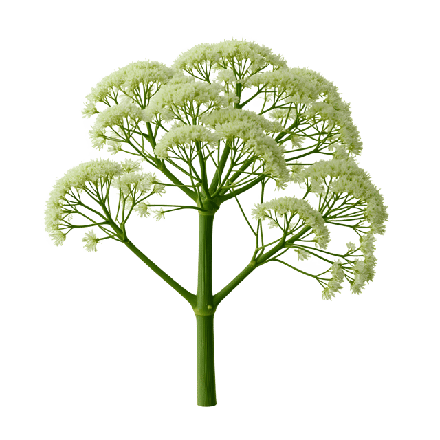Free transparent PNG: Fennel PNG Clipart  Perfect for Culinary, Herbal  Decorative Uses