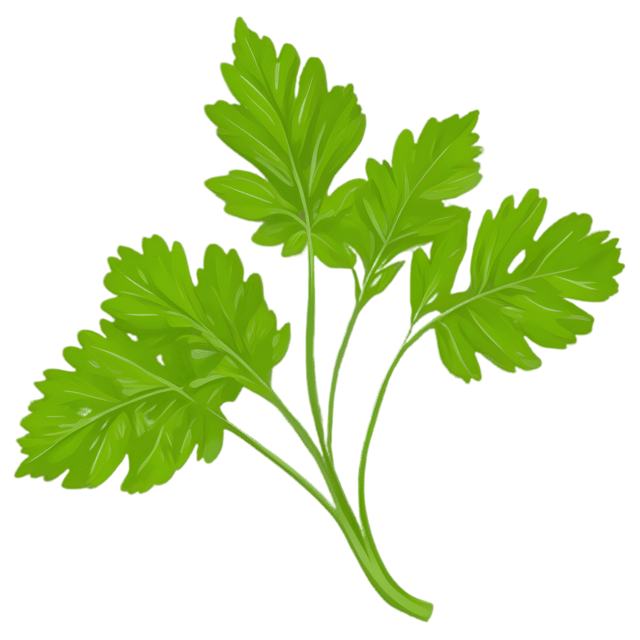 Free transparent PNG: Cilantro Herb Transparent PNG Background for Botanical and Kitchen Design