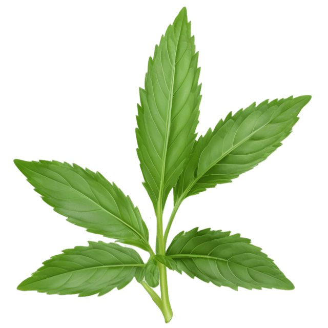 Free transparent PNG: Savory Herb Transparent PNG Image for Culinary and Decorative Uses