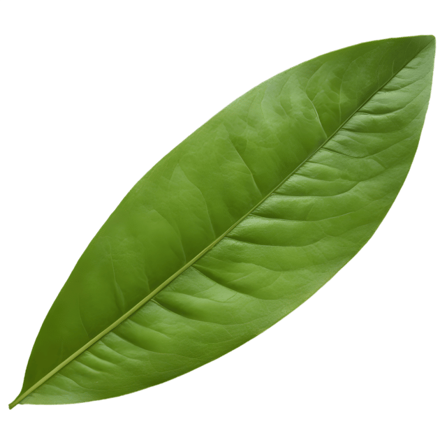 Free transparent PNG: Sorrel Leaf Transparent PNG for Botanical and Kitchen Use