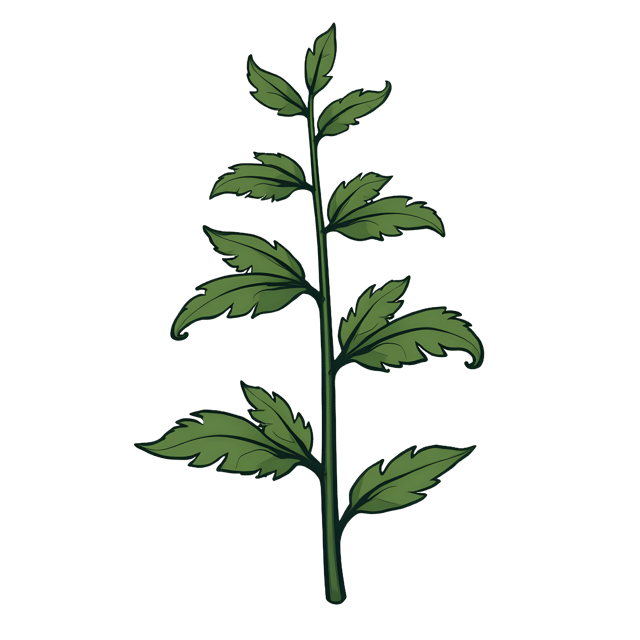 Free transparent PNG: Fern Cameo Outline  Nature Clipart, free transparent png download